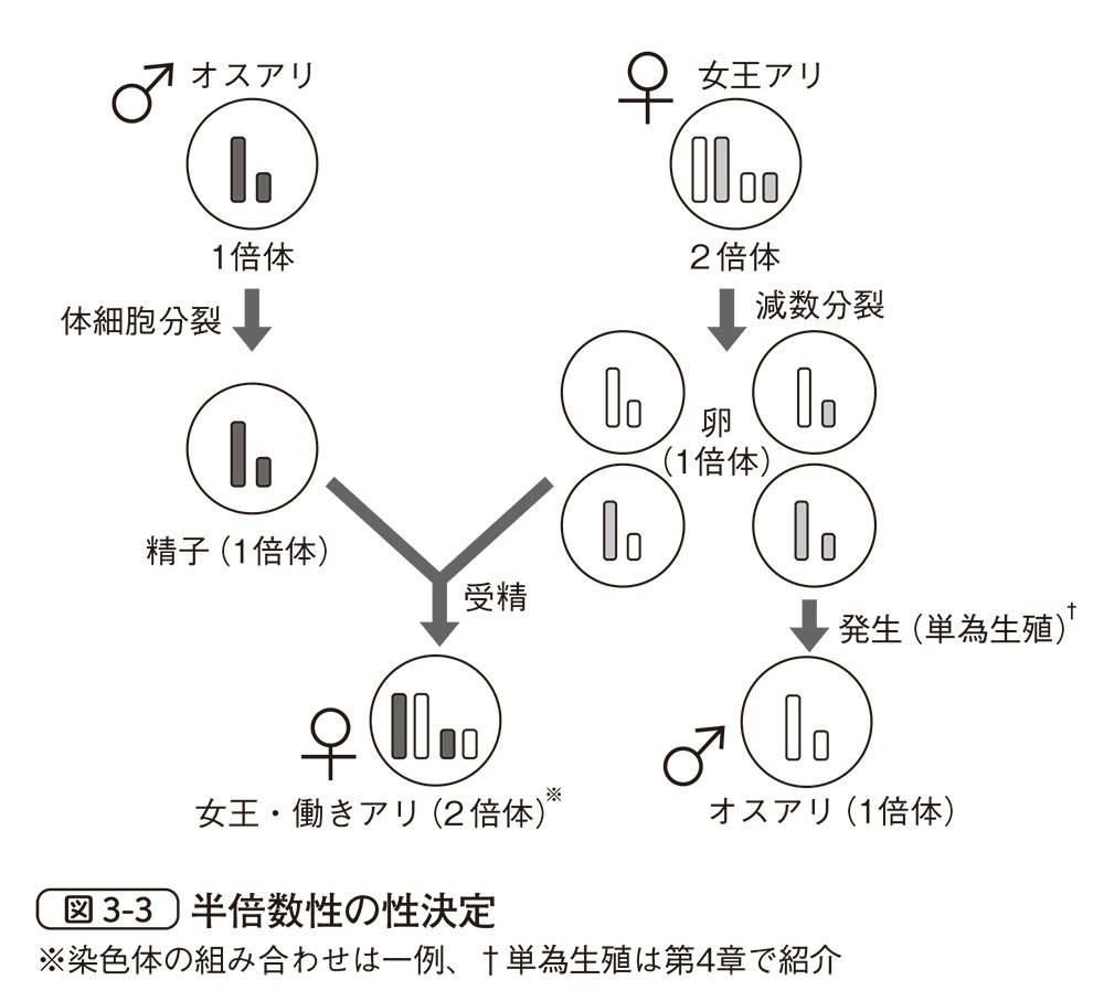 図3-3　半倍数性の性決定