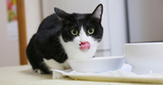 猫好きなら絶対わかる！猫は、人間の期待に応えないからこそ愛おしい。