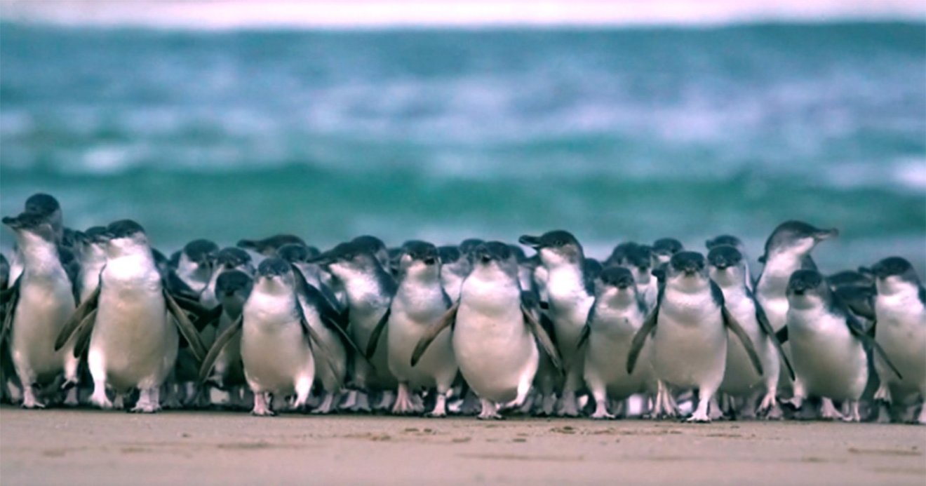 ペンギンパレード 毎日ライブ配信中 オーストラリア フィリップ島より 地球の歩き方ニュース レポート ダイヤモンド オンライン