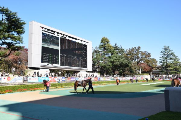 東京競馬場内のパドック