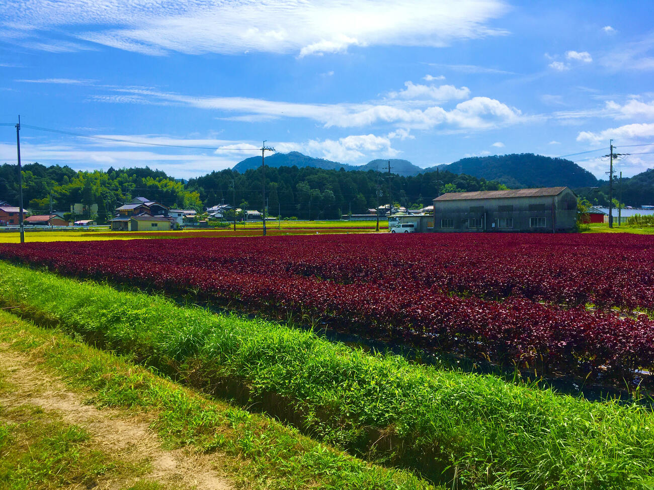 第2回： 「みどりの食料システム戦略」の実現を支える生産現場の声