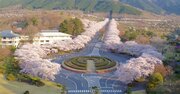 ドローンで見る日本の絶景、冨士霊園の千本桜