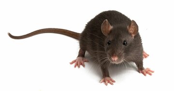「両親がオス」の赤ちゃんマウス誕生!10年後にはヒトでも?研究の可能性と問題点を解説