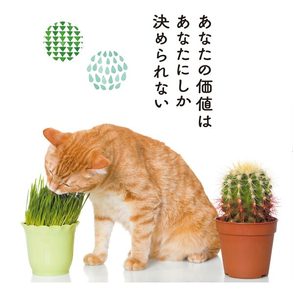 イラッとしたときに心がスーッ…ネコのように気楽になる「魔法のひと言」