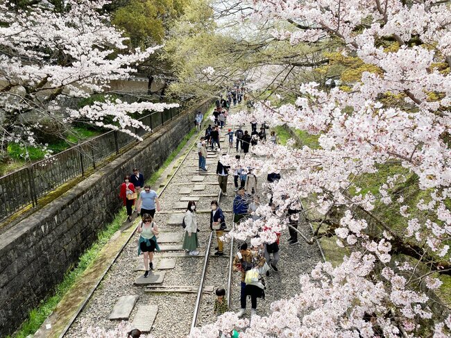 インクライン（左京区）の桜。写真は南禅寺前交差点から見下ろしたもの