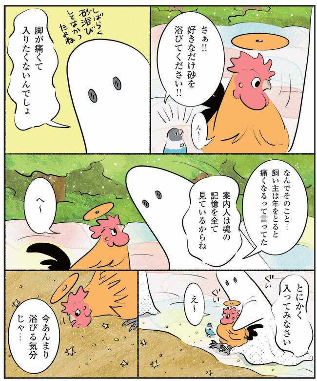 なぜか砂浴びを拒否するコッコ