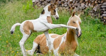 【大チャンスを逃すな!!】60年に一度のとてつもないパワーをインストールできる人の開運習慣とは？