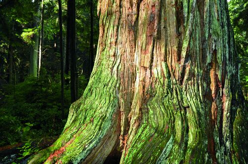 【科学者が語る】木々を育てる森の神秘「マザーツリー」とは？