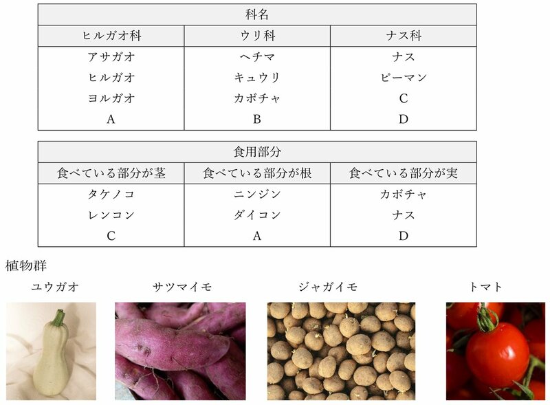 【中学受験の良問・理科】「サツマイモ、ユウガオ、ジャガイモ、トマトはそれぞれ何科？」…聖光学院や慶應で類題！意外と知らない「植物分類」の問題