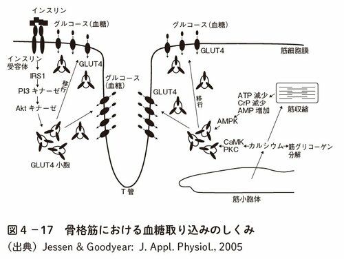 図表2:骨格筋における血糖取り込みのしくみ