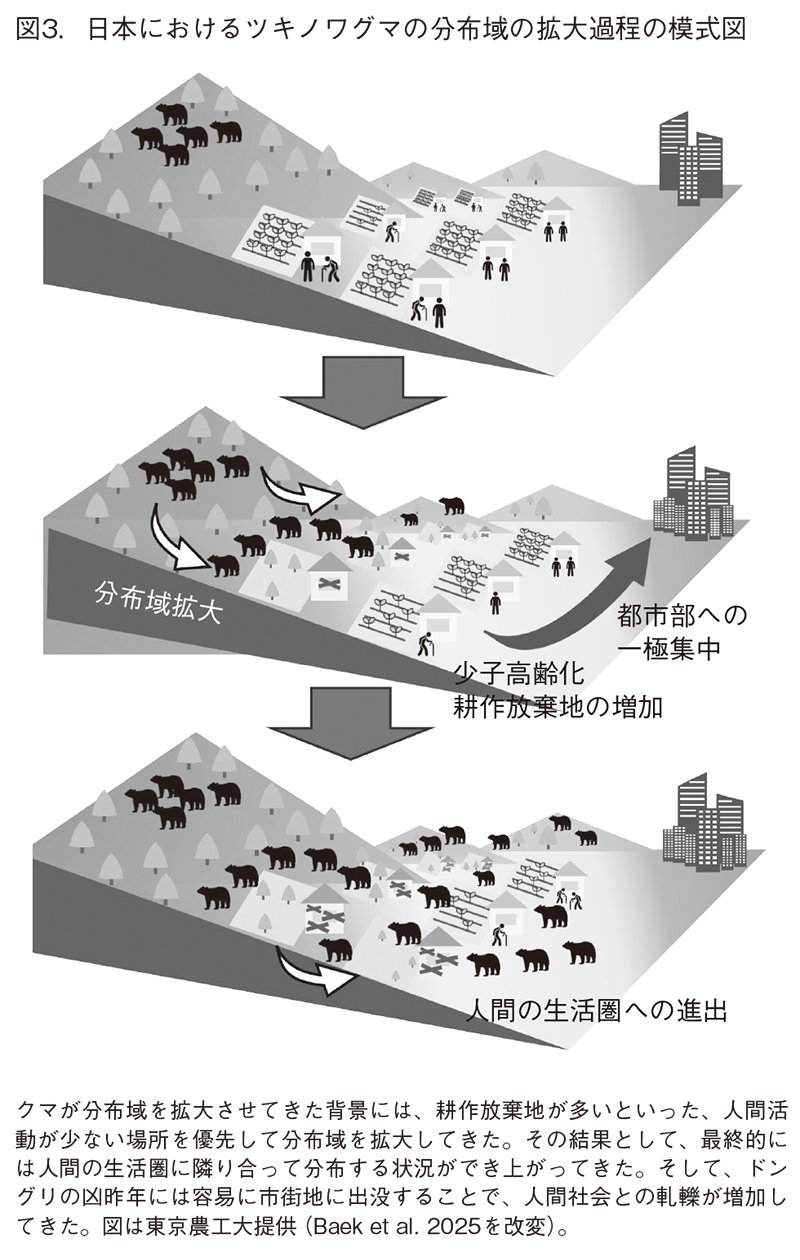 図3：日本におけるツキノワグマの分布域の拡大過程の模式図