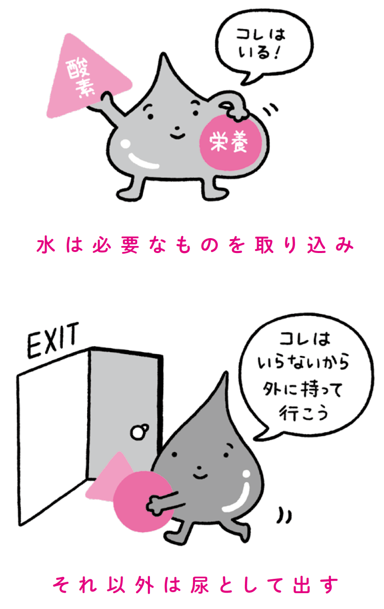 育毛のプロが断言 水を飲まない だけで薄毛になるワケ 髪が増える術 ダイヤモンド オンライン