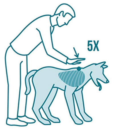 愛犬・愛猫がのどを詰まらせたらどうする?ペット好き必見!