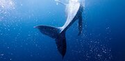 「閉経するクジラ」と「生涯子どもを産み続けるクジラ」では、なぜ寿命が40年も違うのか