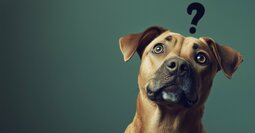 頭の悪い人は、「なんでですか？」と聞く。頭の良い人は、どう聞く？