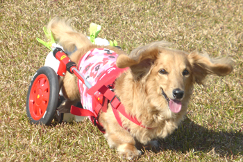 犬の車いす工房が大人気 オーナーが伝授する 老犬介護のコツ 消費インサイド ダイヤモンド オンライン