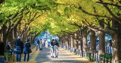 明治神宮外苑、浜町公園…樹木愛をこじらせた「伐採反対派」活動家の難クセ