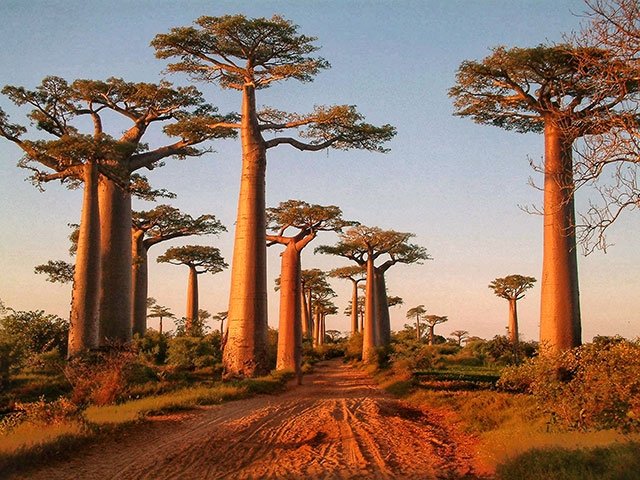 バオバブの木 大型の観葉植物をお探しの方 （観葉植物 バオバブ