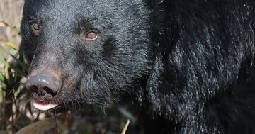 「今年のクマは異常…」家に忍び入る高知能クマと遭遇した時に「絶対やってはいけないこと」【猟師歴40年のベテランと専門家が解説】