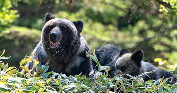 「55年間でたった2回」山でクマの死体が消える謎【9回襲われても生還したクマ研究家】
