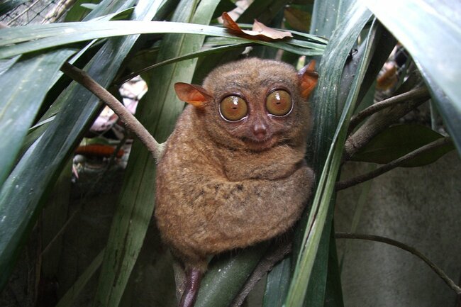 写真：ターシャ