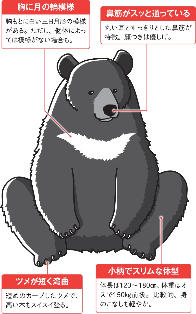 図:ツキノワグマの特徴