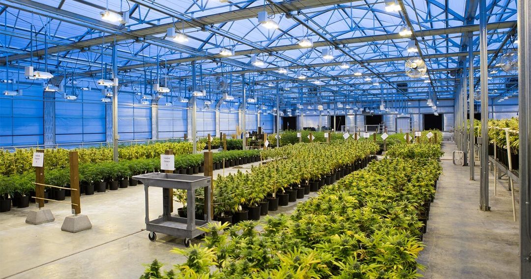 日本が 大麻解禁 を検討し始めた深刻な理由とは News Analysis ダイヤモンド オンライン