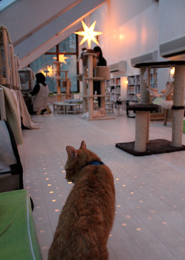 猫カフェ が殺処分から猫を守るという本当の話 世界のアニマルシェルターは 犬や猫を生かす場所だった ダイヤモンド オンライン