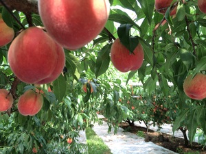 希少品種のイチゴやりんごのオーナーに！<br />農産物ネット取引の進化