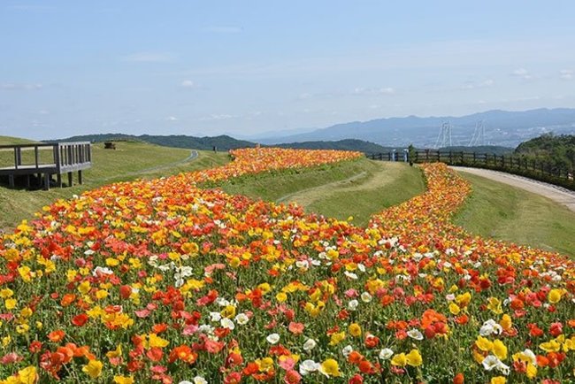 5月はポピーが見ごろ！「兵庫県立公園　あわじ花さじき」で季節ごとのお花を観賞