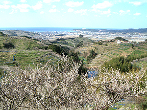 1粒100円の梅干しに大行列!「とまと梅」の正体