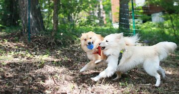 犬のために山へ移住したはずが…猛暑の都会に「もう戻れない」と悟った理由