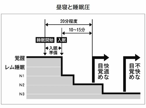 昼寝と睡眠圧