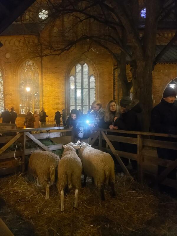 教会前にいた羊たち。メー、リークリスマス（提供=筆者）

