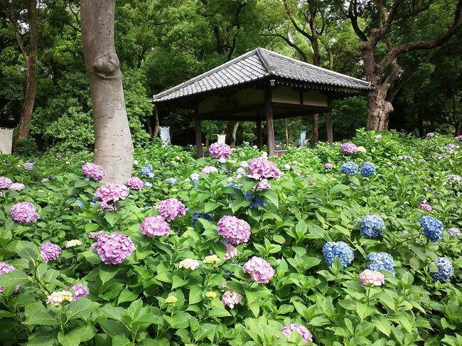 藤森神社の紫陽花苑。期間中の週末には時折、奉納行事などイベントなども開催