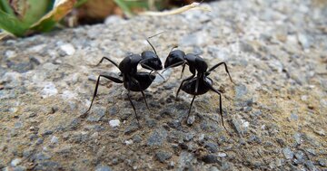 「アリvsアリ」3000回の観察で判明!“北のアリ”は“南のアリ”より、他者に優しかった