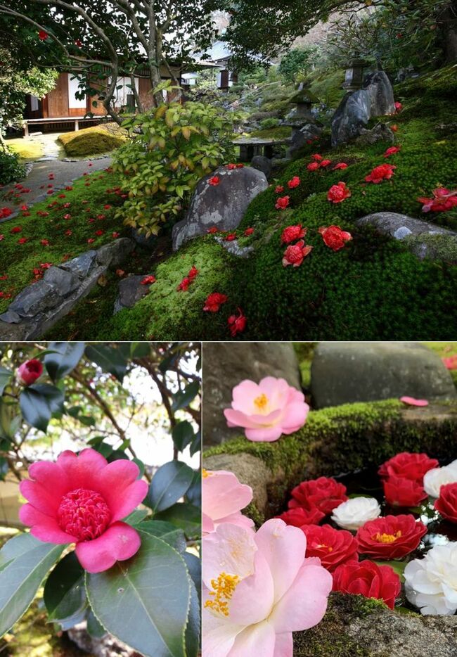 苔とのコントラストが鮮やかな霊鑑寺の散り椿、京都市指定天然記念物の日光椿、手水鉢を彩る椿の花