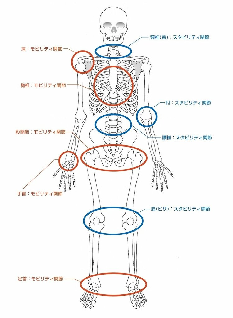 動かすべき「モビリティ関節」と、固定すべき「スタビリティ関節」