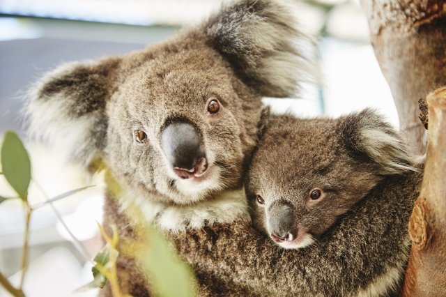 西オーストラリア州のユニークな動物たち17種 コアラからエリマキトカゲまで 地球の歩き方ニュース レポート ダイヤモンド オンライン