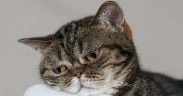 「意識高い系にあきれている人」に知っておいてほしいこと・ベスト1