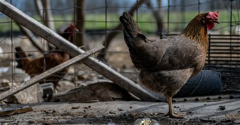 鳥インフルに苦戦する米国、対策に限界も