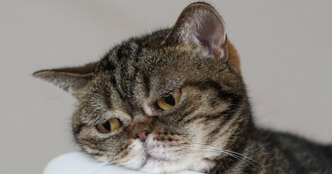 「意識高い系にあきれている人」に知っておいてほしいこと・ベスト1