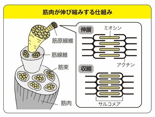 【『世界一受けたい授業』で話題】なぜこんなにも体がガチガチに硬いのか…フィジカルトレーナー・中野ジェームズ修一が解説！高齢者でも“体が柔らかい人”のワケ