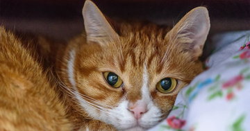 猫飼いあるある!隣の家に迷い込み、クローゼットに飛び込んだ猫