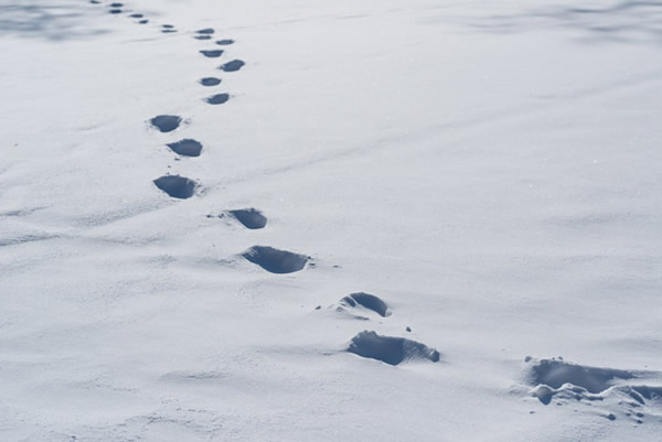 雪男「イエティ」は実在した!?“第3の人類”の最新研究から医師が診断