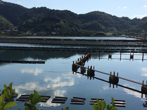 海外の高級ホテルが「広島かき」を採用し始めた理由