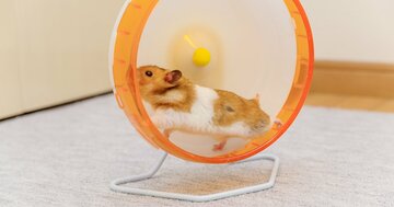 1日6キロも爆走…ネズミが回し車で走り続ける「意外な理由」とは？