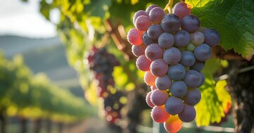 「水が少ない土地ほどブドウが甘い？」→その理由に超納得