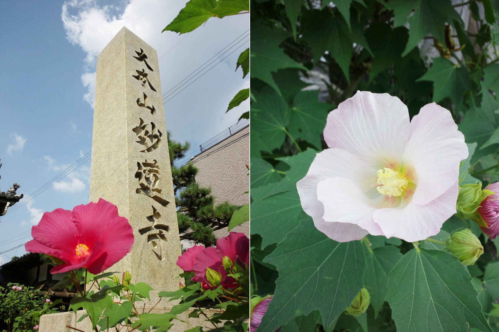 芙蓉