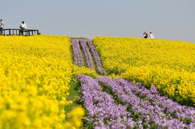 【淡路島】海岸沿いの絶景カフェ・花畑・温泉・人形浄瑠璃、春がぎゅっと詰まった新名所が続々誕生